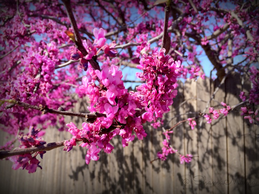 flowers2